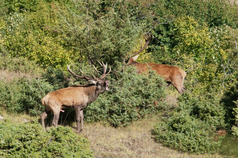Un''arena molto contesa